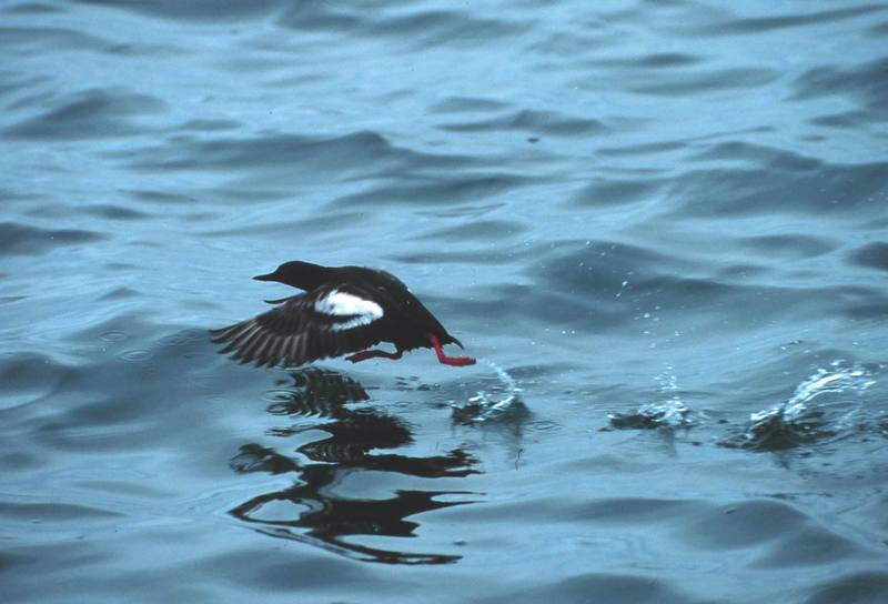 Pigeon Guillemot (Cepphus columba) {!--흰죽지바다오리/바다비둘기-->; DISPLAY FULL IMAGE.