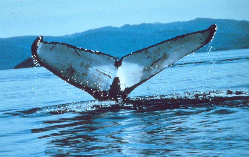 Humpback Whale (Megaptera novaeangliae) {!--혹등고래-->; DISPLAY FULL IMAGE.