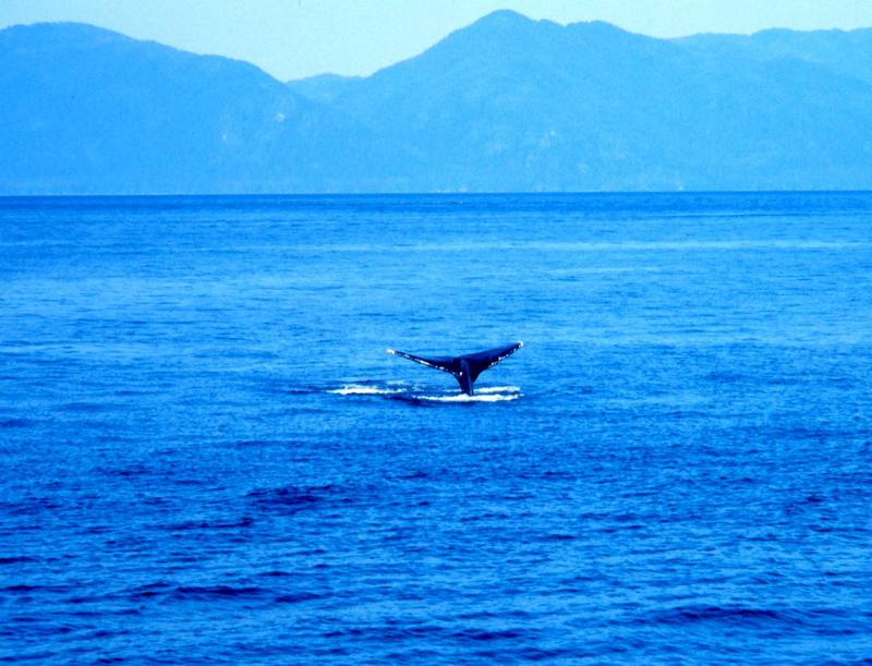 Humpback Whale (Megaptera novaeangliae) {!--혹등고래-->; DISPLAY FULL IMAGE.