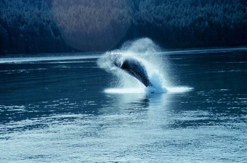 Humpback Whale (Megaptera novaeangliae) {!--혹등고래-->; DISPLAY FULL IMAGE.