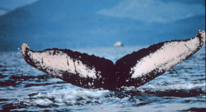 Humpback Whale (Megaptera novaeangliae) {!--혹등고래-->; DISPLAY FULL IMAGE.