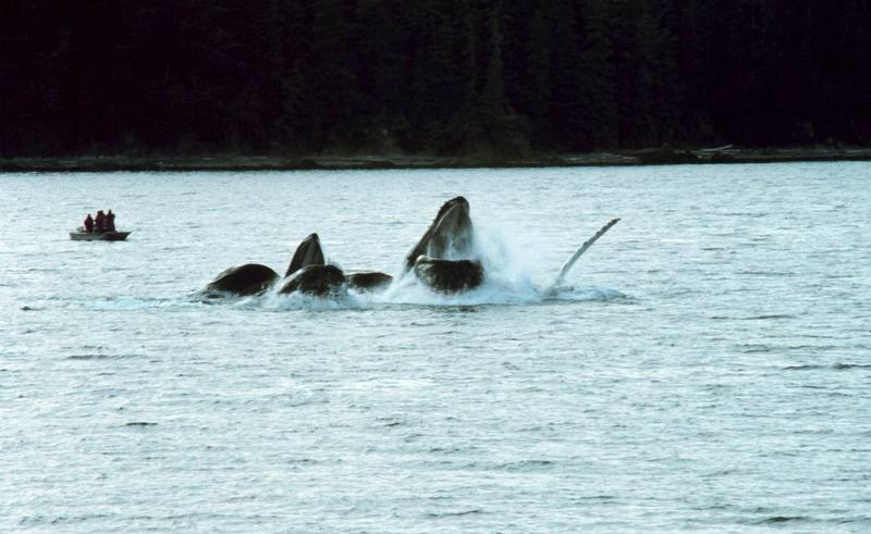 Humpback Whales (Megaptera novaeangliae) {!--혹등고래-->; DISPLAY FULL IMAGE.