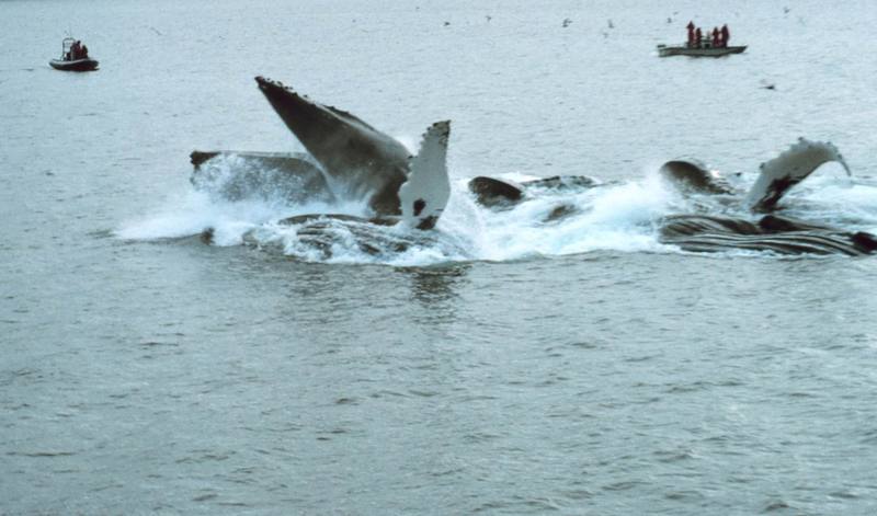 Humpback Whales (Megaptera novaeangliae) {!--혹등고래-->; DISPLAY FULL IMAGE.