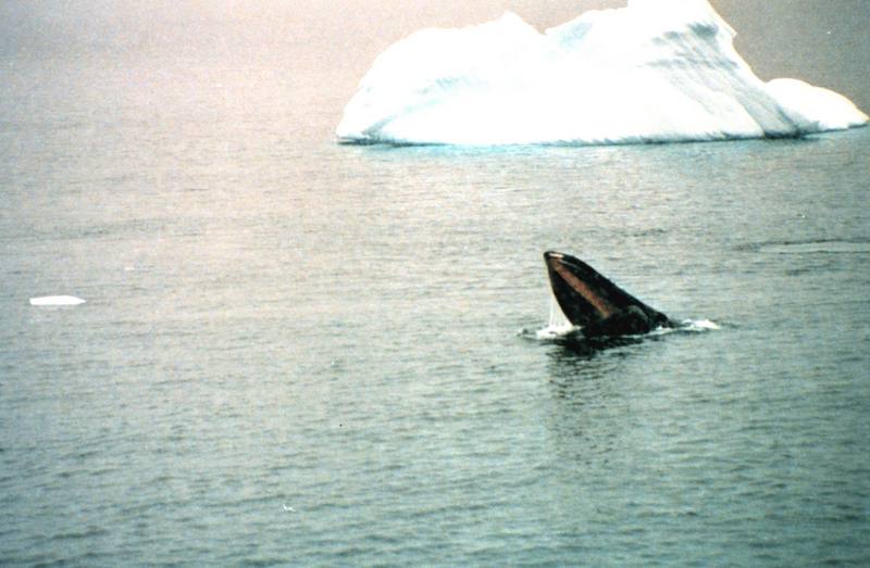 Humpback Whale (Megaptera novaeangliae) {!--혹등고래-->; DISPLAY FULL IMAGE.