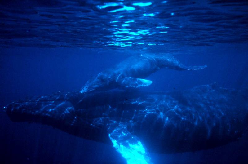 Humpback Whale mother and calf (Megaptera novaeangliae) {!--혹등고래-->; DISPLAY FULL IMAGE.