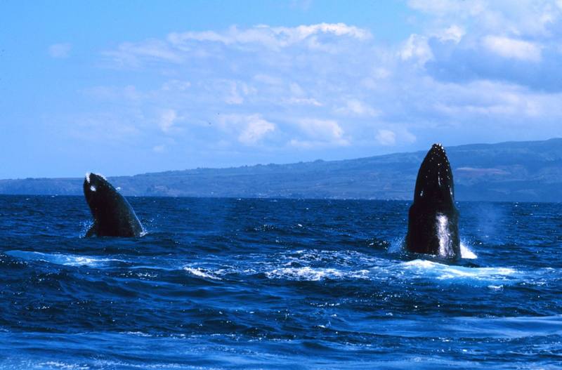 Humpback Whales (Megaptera novaeangliae) {!--혹등고래-->; DISPLAY FULL IMAGE.