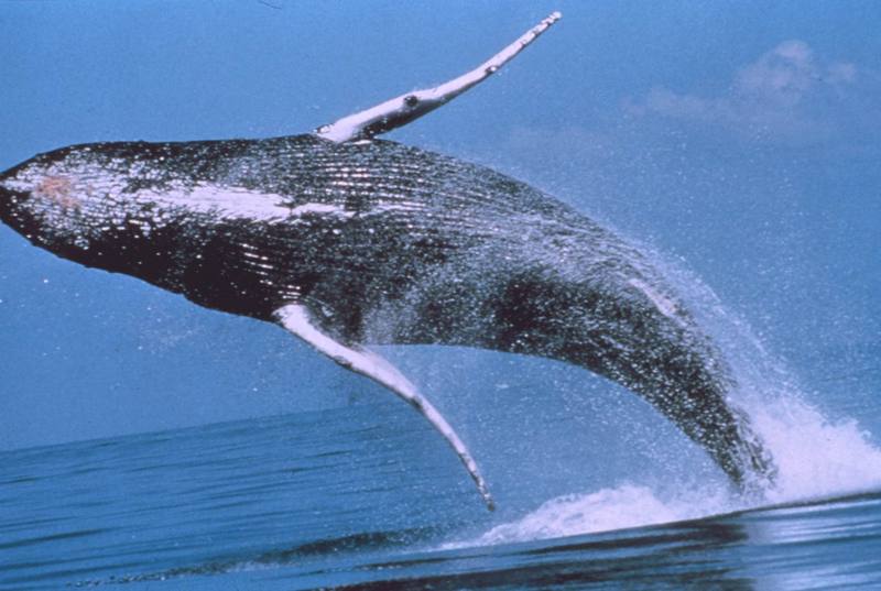 Humpback Whale breaching (Megaptera novaeangliae) {!--혹등고래-->; DISPLAY FULL IMAGE.