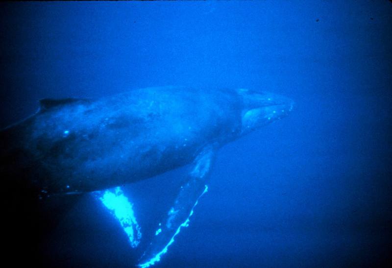 Humpback Whale (Megaptera novaeangliae) {!--혹등고래-->; DISPLAY FULL IMAGE.