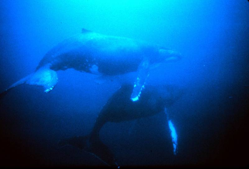 Humpback Whale (Megaptera novaeangliae) {!--혹등고래-->; DISPLAY FULL IMAGE.