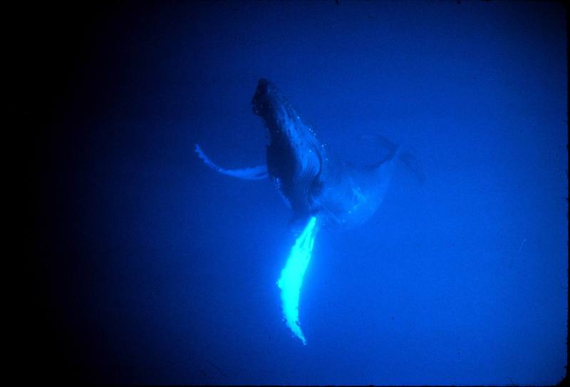 Humpback Whale (Megaptera novaeangliae) {!--혹등고래-->; DISPLAY FULL IMAGE.