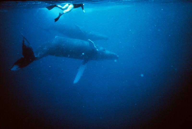 Humpback Whale mother and calf (Megaptera novaeangliae) {!--혹등고래-->; DISPLAY FULL IMAGE.