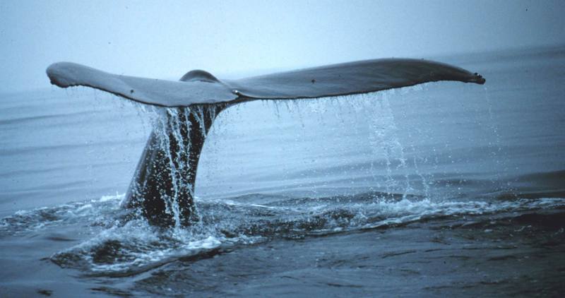 Humpback Whale fluke (Megaptera novaeangliae) {!--혹등고래-->; DISPLAY FULL IMAGE.