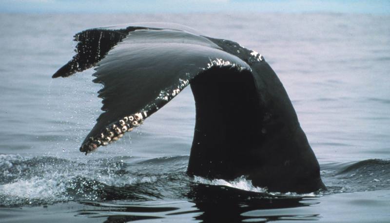 Humpback Whale fluke (Megaptera novaeangliae) {!--혹등고래-->; DISPLAY FULL IMAGE.