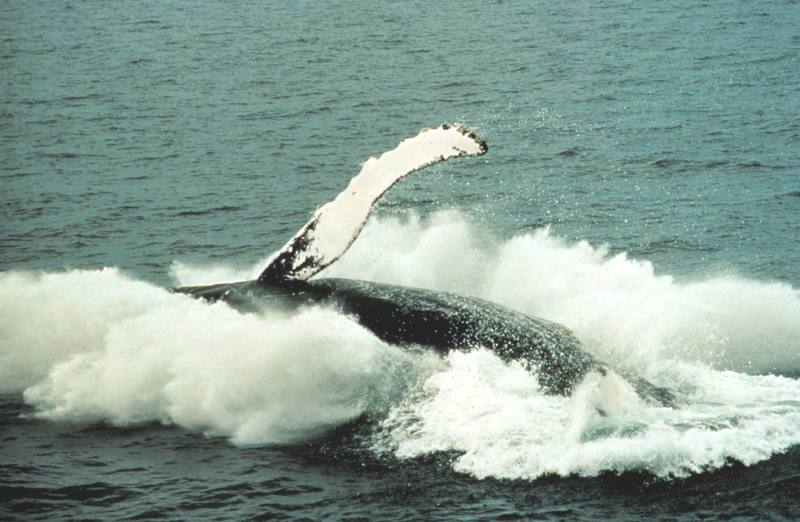 Humpback Whale breaching (Megaptera novaeangliae) {!--혹등고래-->; DISPLAY FULL IMAGE.