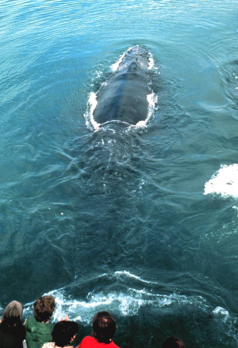 Humpback Whale (Megaptera novaeangliae) {!--혹등고래-->; DISPLAY FULL IMAGE.