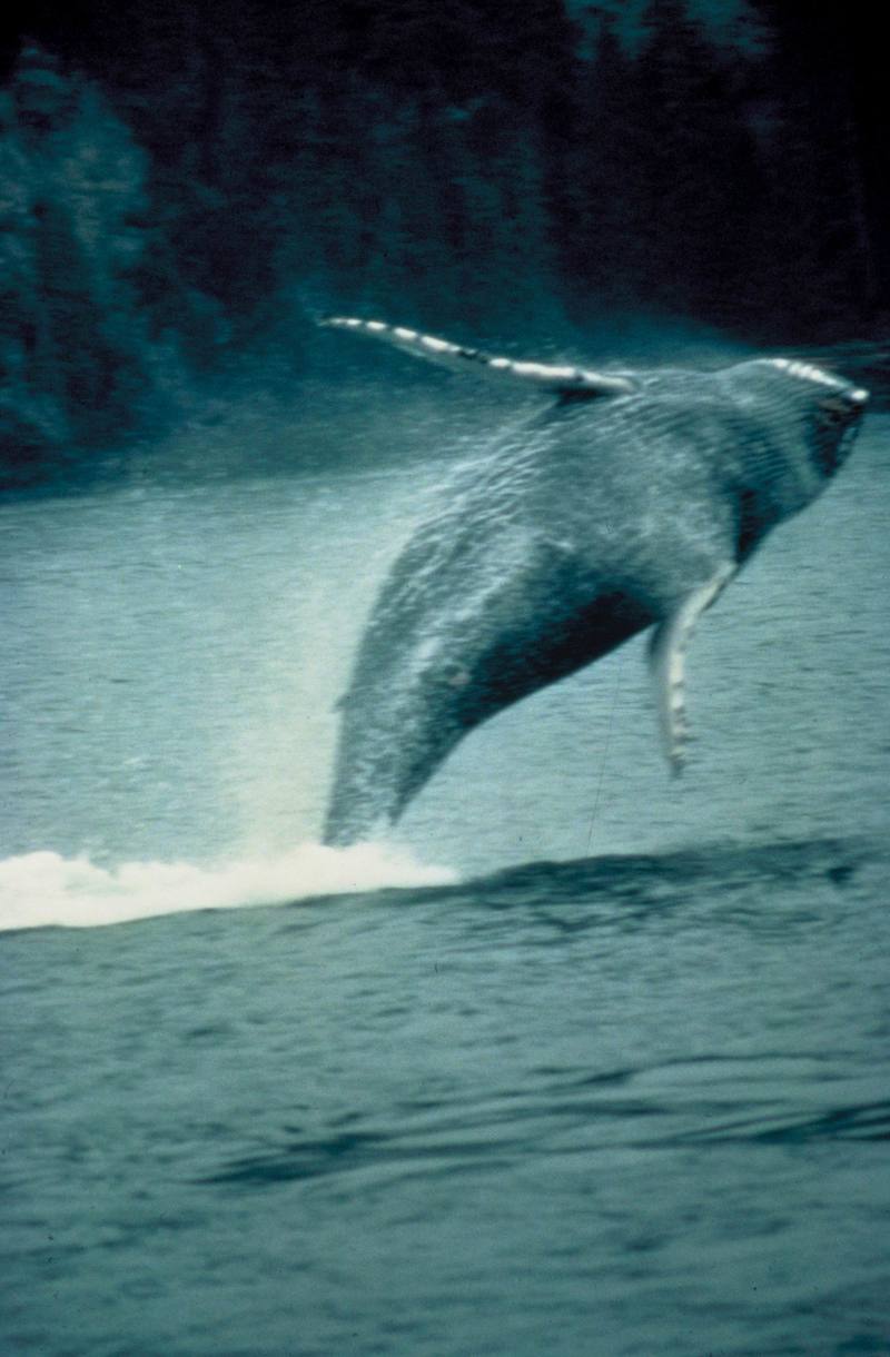 Humpback Whale breaching (Megaptera novaeangliae) {!--혹등고래-->; DISPLAY FULL IMAGE.