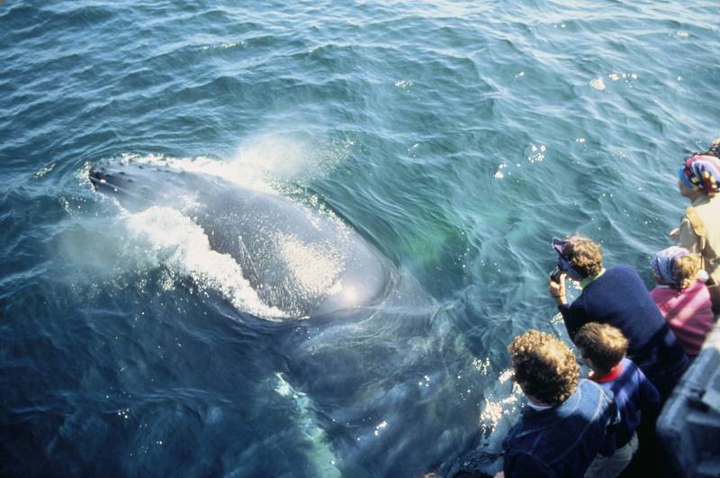 Humpback Whale (Megaptera novaeangliae) {!--혹등고래-->; DISPLAY FULL IMAGE.