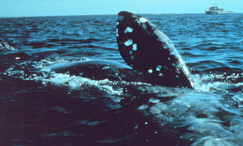 Northern Right Whale (Eubalaena glacialis) {!--긴수염고래-->; DISPLAY FULL IMAGE.