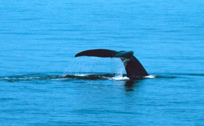 Northern Right Whale fluke (Eubalaena glacialis) {!--긴수염고래-->; DISPLAY FULL IMAGE.