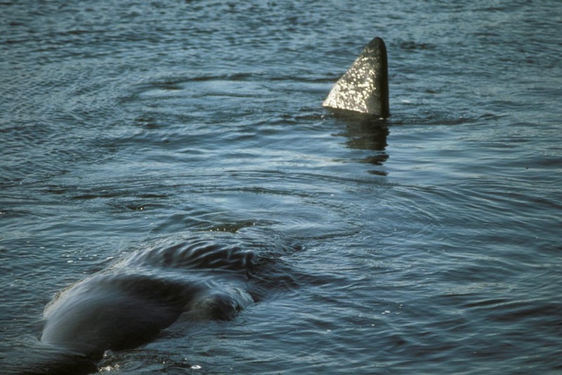 Sperm Whale (Physeter catodon) {!--향유고래-->; DISPLAY FULL IMAGE.