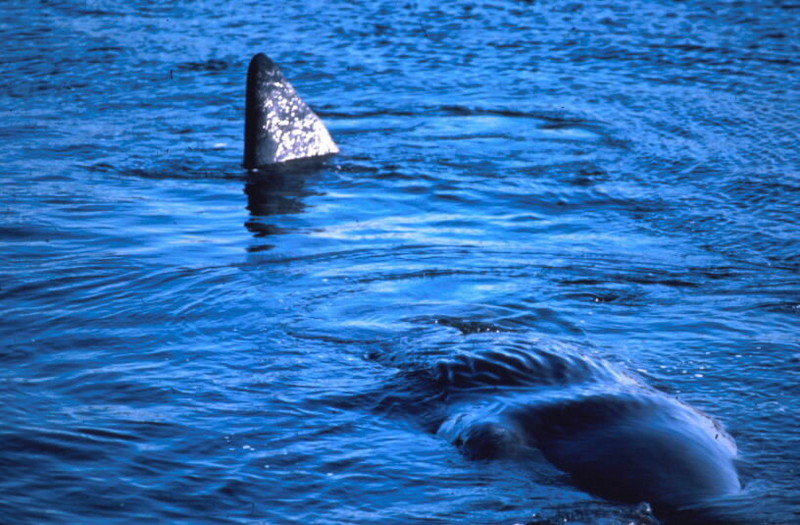 Sperm Whale (Physeter catodon) {!--향유고래-->; DISPLAY FULL IMAGE.