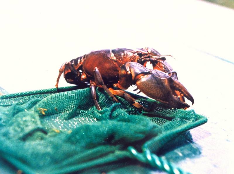 crayfish {!--가재류-->; DISPLAY FULL IMAGE.