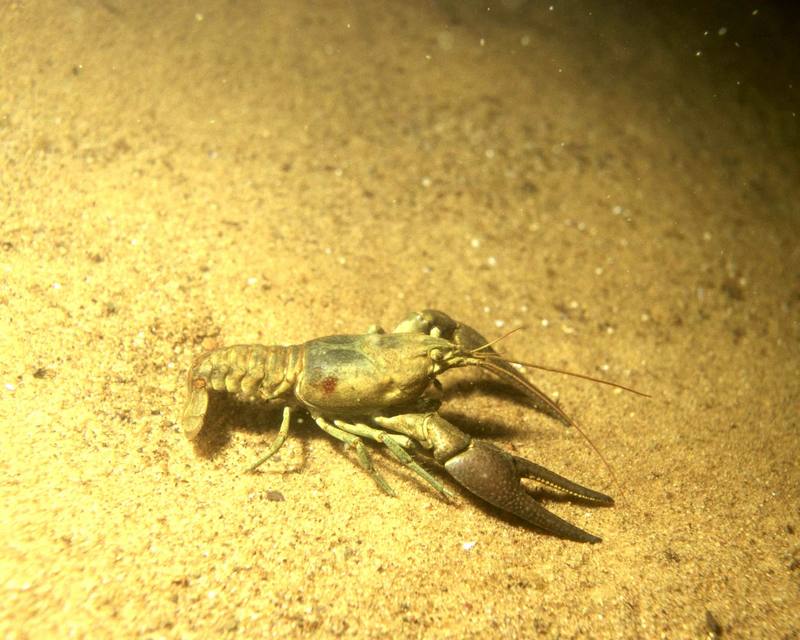 crayfish {!--가재류-->; DISPLAY FULL IMAGE.