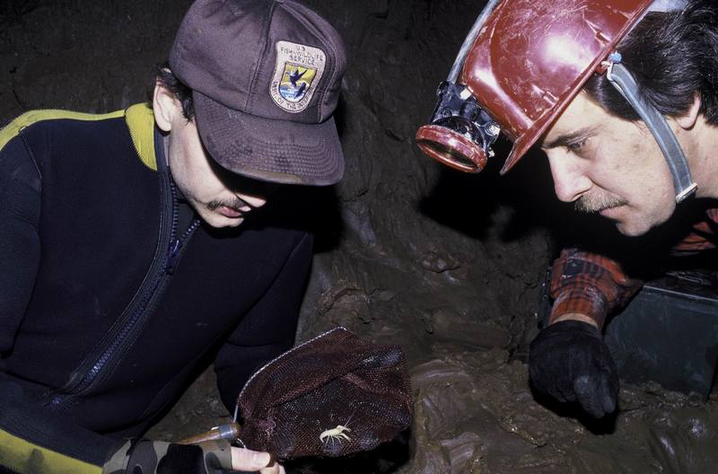 FWS Employees Exploring for Blind Cave Crayfish {!--동굴장님가재-->; DISPLAY FULL IMAGE.