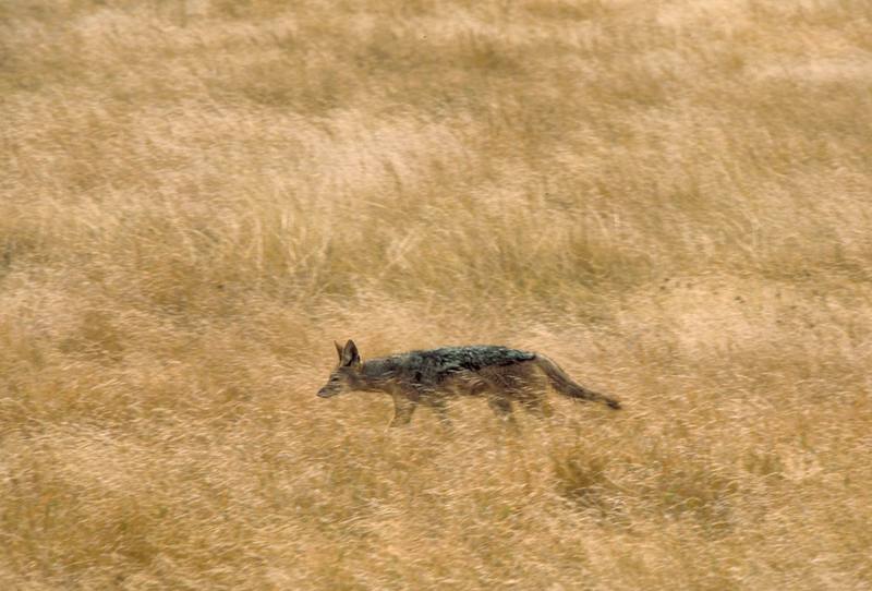 Kenya, Black-backed Jackal (Canis mesomelas) {!--검은등재칼-->; DISPLAY FULL IMAGE.