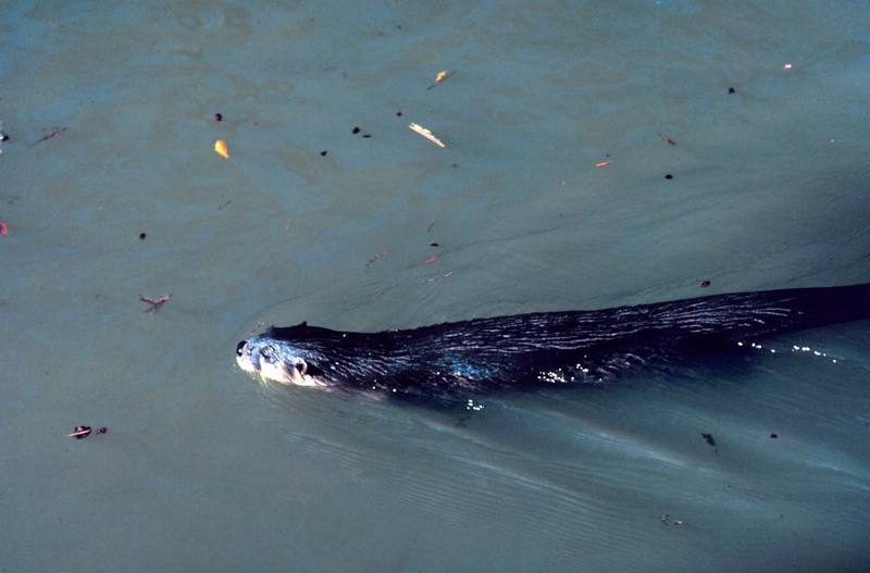 North American River Otter (Lontra canadensis){!--북미수달-->; DISPLAY FULL IMAGE.