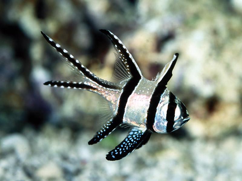 [Gallery CD1] Banggai Cardinal Fish; DISPLAY FULL IMAGE.