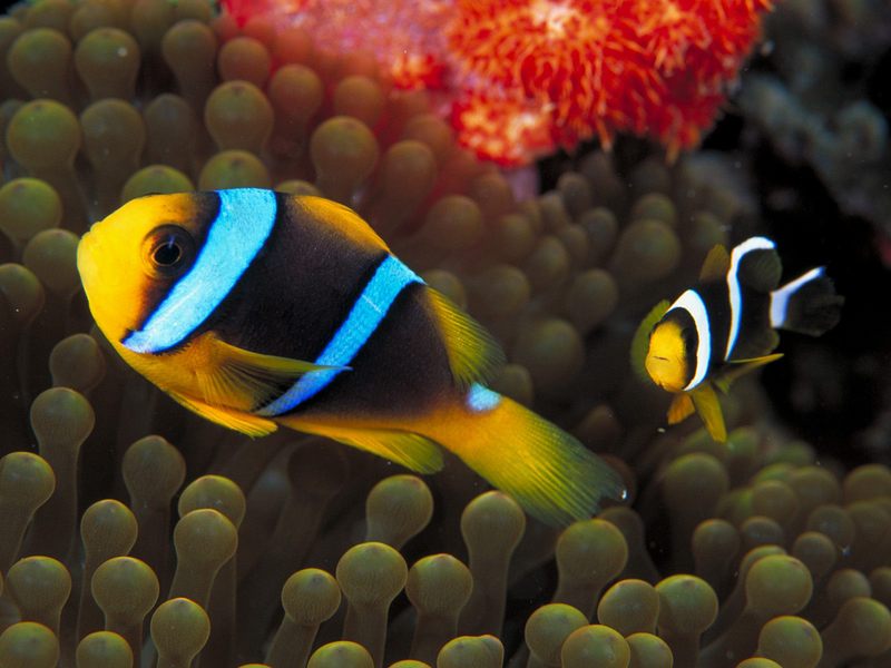 [Gallery CD1] Clark's Anemonefish; DISPLAY FULL IMAGE.