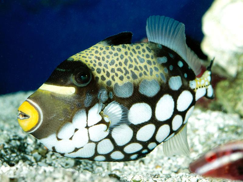 [Gallery CD1] Clown Triggerfish; DISPLAY FULL IMAGE.