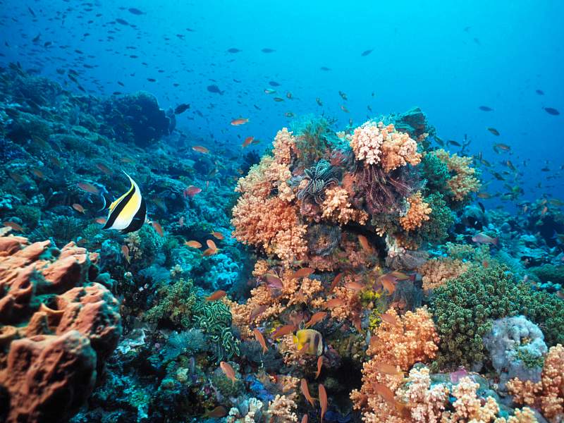 [Gallery CD1] Coral Reef, Lembongan, Indonesia; DISPLAY FULL IMAGE.