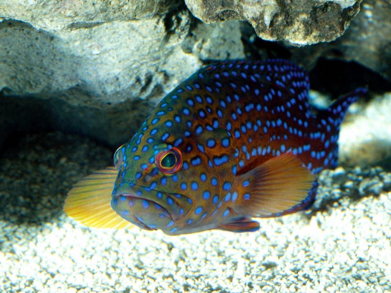 [Gallery CD1] Coral Trout, Red Sea; DISPLAY FULL IMAGE.