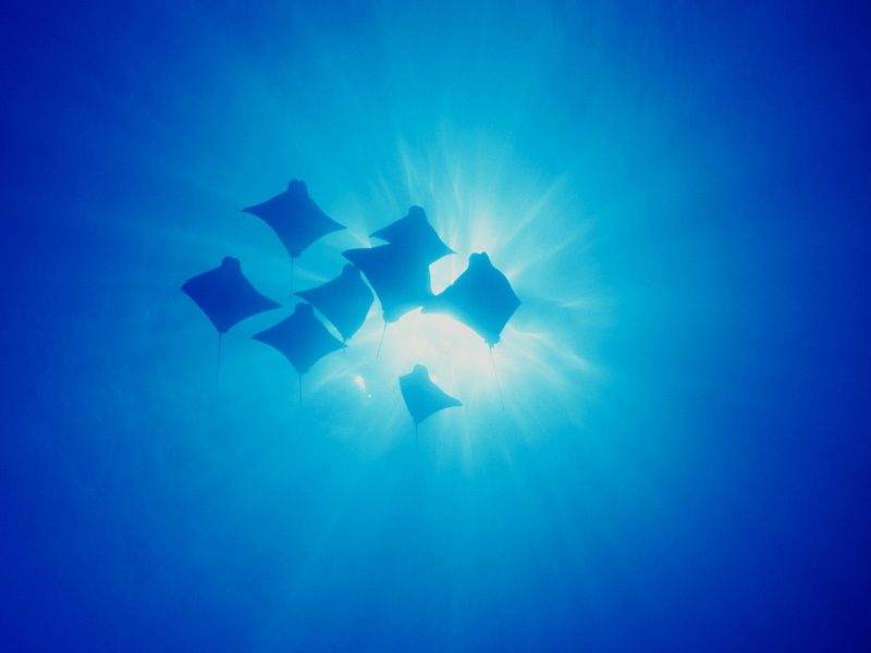 [Gallery CD1] Cownose Rays, Galapagos Islands; DISPLAY FULL IMAGE.
