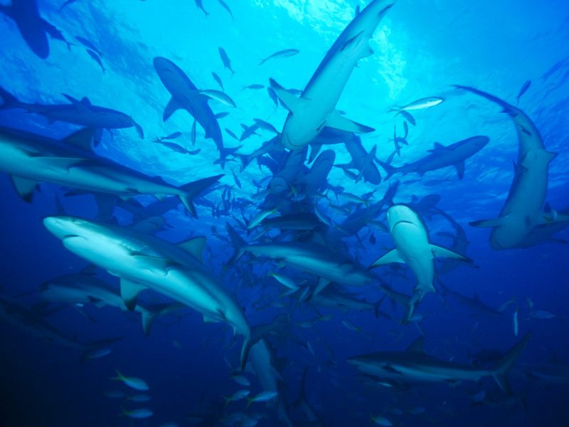 [Gallery CD1] Feeding Frenzy Gray Reef Shark School, Bahamas; DISPLAY FULL IMAGE.