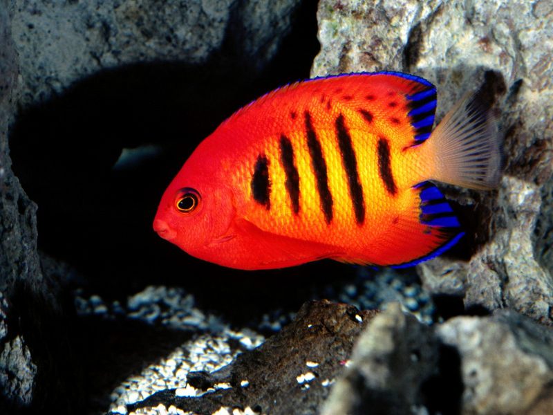 [Gallery CD1] Flame Angelfish; DISPLAY FULL IMAGE.