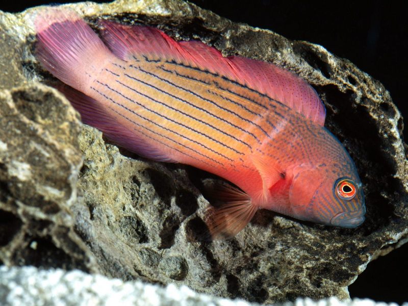 [Gallery CD1] Flame Grouper, Australia; DISPLAY FULL IMAGE.