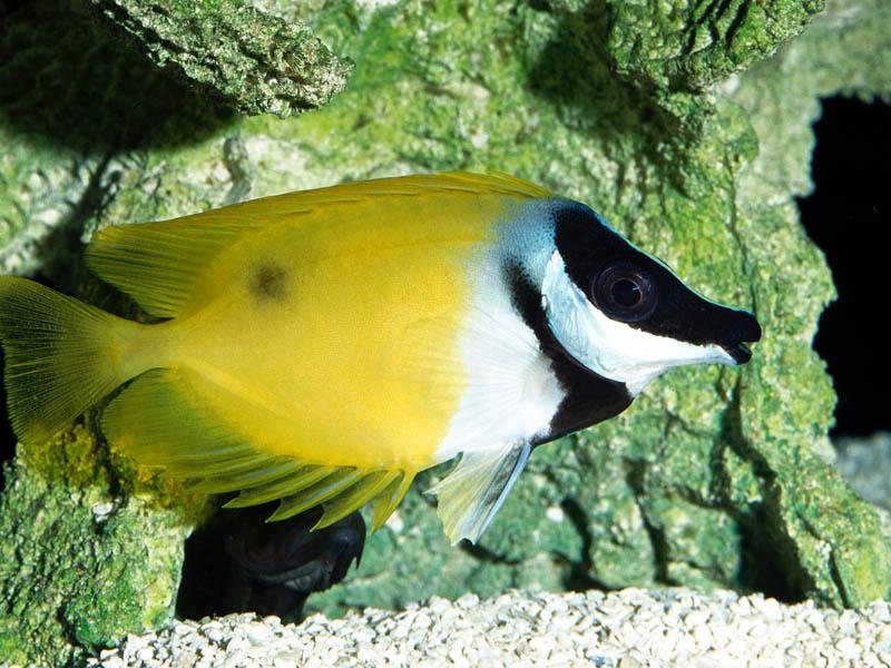 [Gallery CD1] Foxface Rabbitfish; DISPLAY FULL IMAGE.