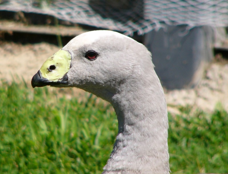 mugshots (birds) 2 -- Cape Barren Goose (Cereopsis novaehollandiae); DISPLAY FULL IMAGE.