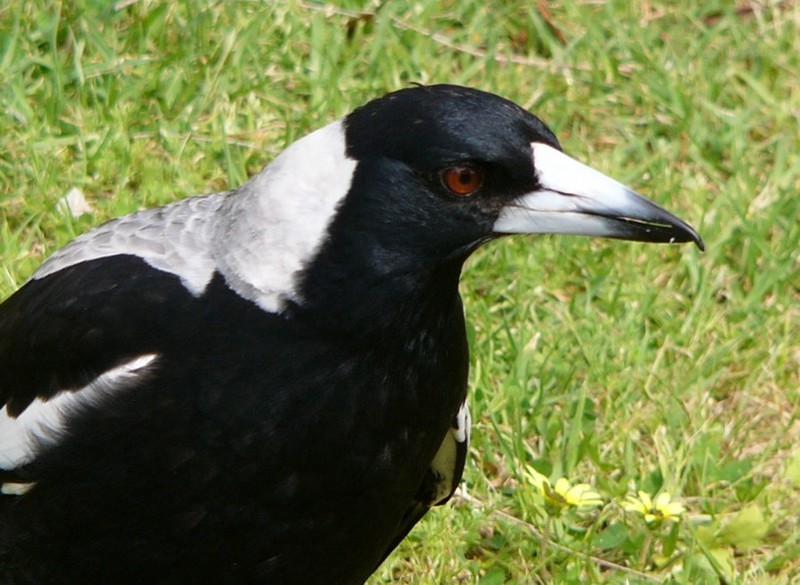 mugshots(birds) 6 - Australian magpie; DISPLAY FULL IMAGE.