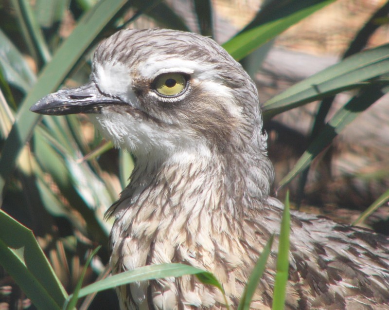 mugshots (birds) 7 - Stone-curlew, Burhinus oedicnemus; DISPLAY FULL IMAGE.