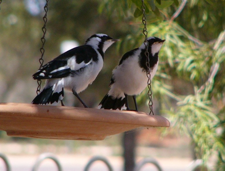 baby peewees 2(birds); DISPLAY FULL IMAGE.