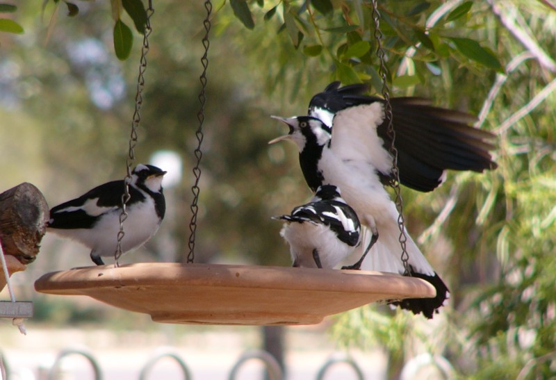 baby peewees 3(birds); DISPLAY FULL IMAGE.
