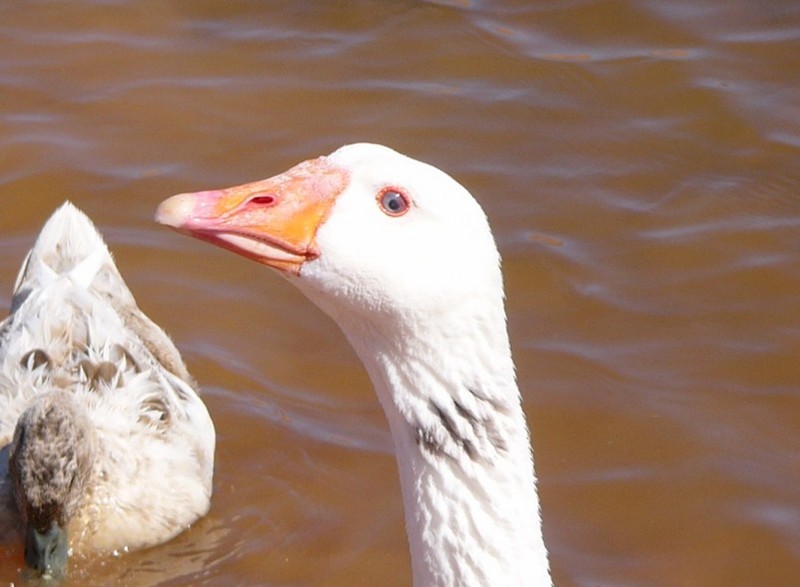 muddy goose; DISPLAY FULL IMAGE.