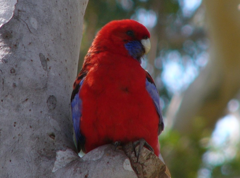 crimson rosella; DISPLAY FULL IMAGE.