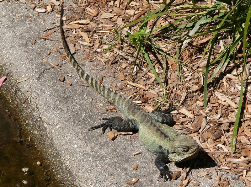 water dragon; DISPLAY FULL IMAGE.