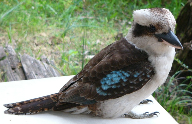 kookaburra lunch; DISPLAY FULL IMAGE.