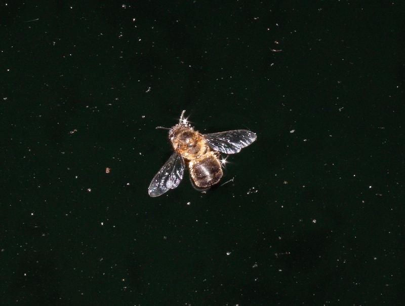 bee; DISPLAY FULL IMAGE.